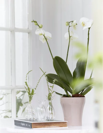 Набір міні ваз SELMA