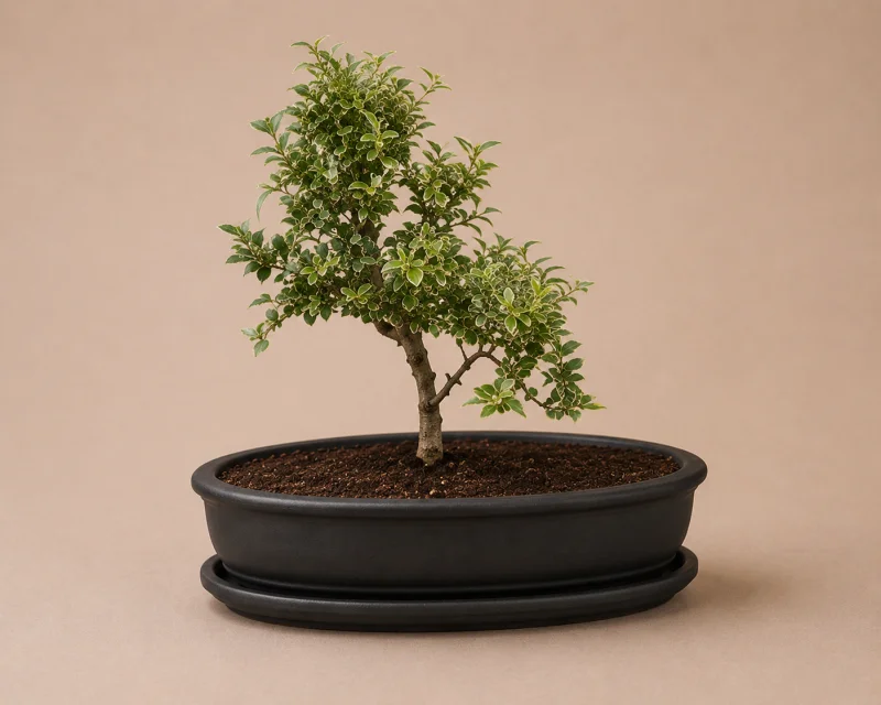 Керамічний горщик для бонсай Black, 19*13*5 см