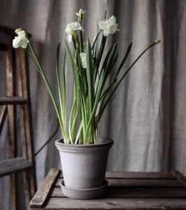 Горщик для рослин Flora Grey,18*17 см