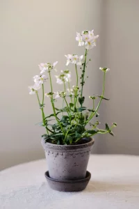 Горщик для рослин Københavner Grey,35*28 см