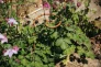 Садова опора для рослин AVENO, 60 см